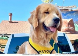 金毛市长娱乐吃瓜酱,揭秘娱乐圈幕后故事