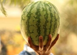 娱乐大瓜在线吃,娱乐大瓜在线吃，明星幕后故事大公开