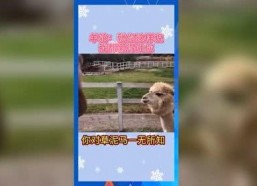 娱乐吃瓜群众歌曲